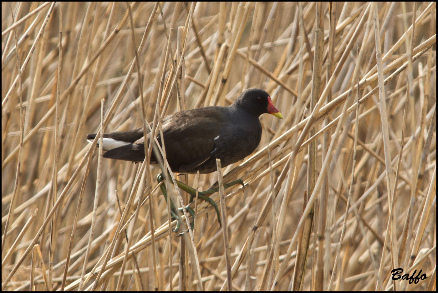Gallinella d''acqua?